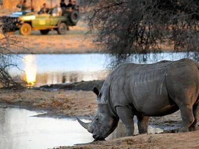 Safari Abenteuer: Erlebe die majestätischen Nashörner Afrikas hautnah Afrika-Safari: Nashörner hautnah erleben. Abenteuerliche Pirschfahrten in atemberaubenden Landschaften.